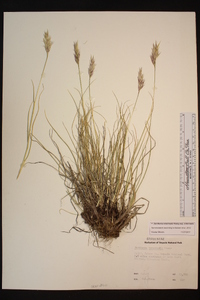 Danthonia intermedia image